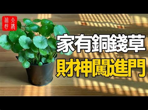 繡球花 風水|【繡球花風水】繡球花風水招財旺運，擺放禁忌不可不知！